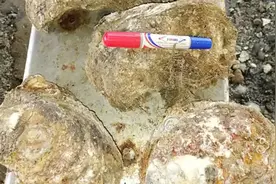 征服多少吃货的美味，在缅甸今年价格超低，商家含泪销售图片