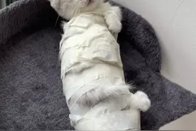 猫咪几个月后却还养不熟，总是动不动咬人：还要继续养着吗？图片