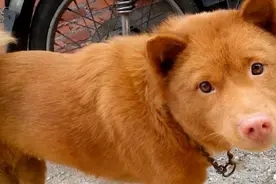 养狗旺财原来是真的，有6点可证明图片