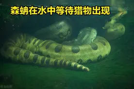 地理趣闻趣事之亚马逊热带雨林森蚺图片