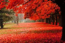 深秋，让我再看你一眼——写在立冬时节的话图片