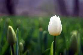 八公山风景区：白色郁金香图片