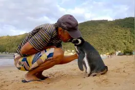 一只知恩图报的企鹅，每年游8千公里，只为看望恩人图片