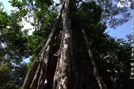 场面震撼！云南普洱蜂神树上挂着60多个蜂巢图片