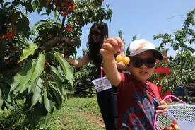 海淀万亩樱桃熟了！三条采摘路线邀您来品尝图片