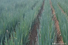 大葱高产移栽经验分享，用好这三个方法，葱白又粗又长产量倍增图片