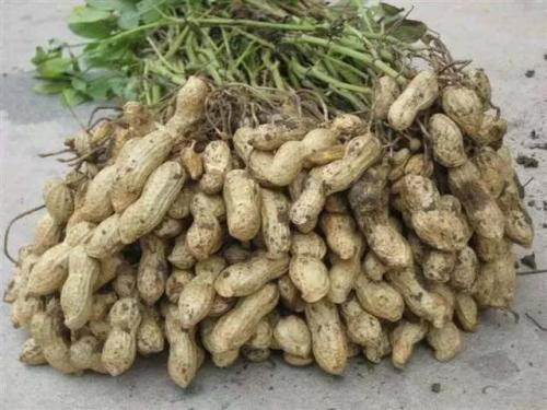 农民种花生，关于使用花生三遍药，给大家一些建议