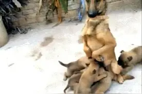 家里的狗狗第一次当妈妈，自创喂奶姿势让主人笑弯了腰图片