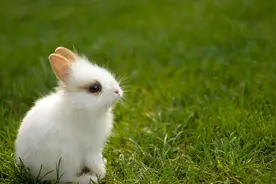 儿歌：“小动物”儿歌精选图片