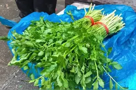 水里才有的4种野菜，味道鲜嫩无比，最后一种现在挖正好图片