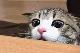 没有血缘关系却长相相似的人是怎么一回事？图片