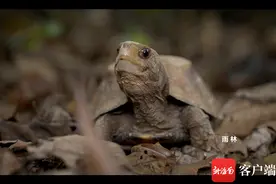 这里是海南 |《秘境寻踪》第十五集：山水之间 龟去龟来图片