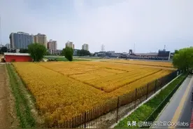 均价6万的北京三环，为什么种了150亩农田？图片