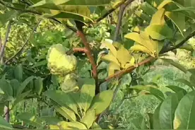 台湾凤梨释迦种植前景图片