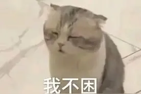 猫猫表情包图片