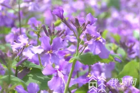 和平之花绽放！南京多地二月兰盛开 这些地方都是赏花好去处……图片