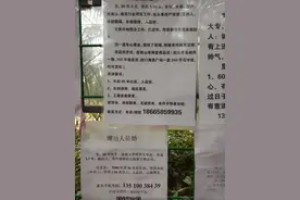 深圳莲花山公园的相亲角(条件都这么好，对象却找不到)图片