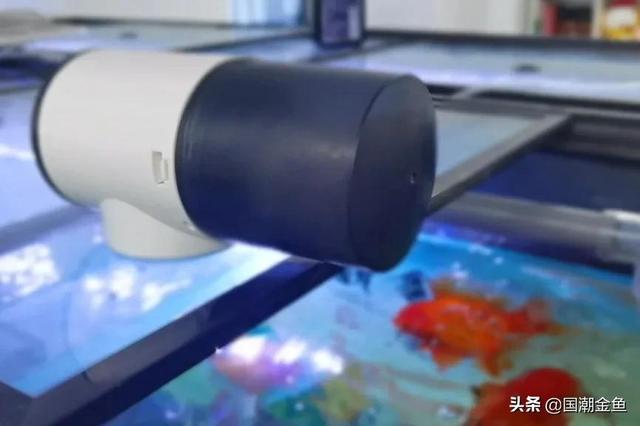 只管放心吃！照顾的事儿交给金鱼管家