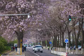 北京亦庄“梧桐大道”绝美网红花路 芳香袭人图片