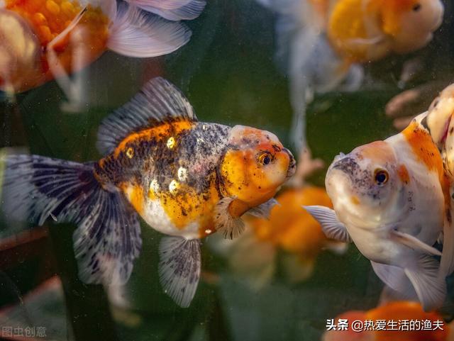 金鱼鳞片掉了露肉