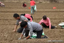实拍北方农村种大蒜：相信你看完后，不会再浪费粮食图片