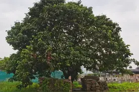 万万没想到，浙江这个地方藏着一片荔枝园，味道还特别好图片