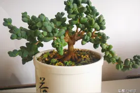 鹿角海棠能养成这样的老桩，不坚持养4到5年，很难出这样的状态图片