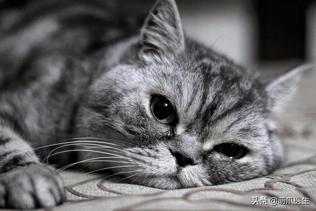 “为了省钱,我用一根皮筋给猫做了绝育!!”