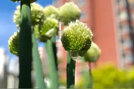 哥是一根葱，站在风雨中图片