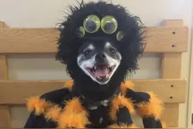 万圣节就是奇装怪服？NONONO,猫狗萌宠服装秀给你答案图片