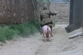 骑上心爱的小花猪，太君激动的大喊：战士们冲啊图片