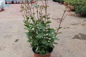 看似像长寿花，却比长寿花还要美，它就是宫灯长寿图片
