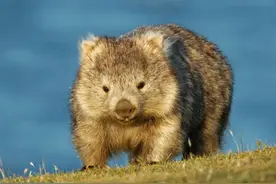 这个澳洲土肥圆红了！靠拉粑粑和卖萌圈粉众多，却发现原来是社恐图片