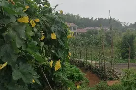 你被地域黑过吗图片