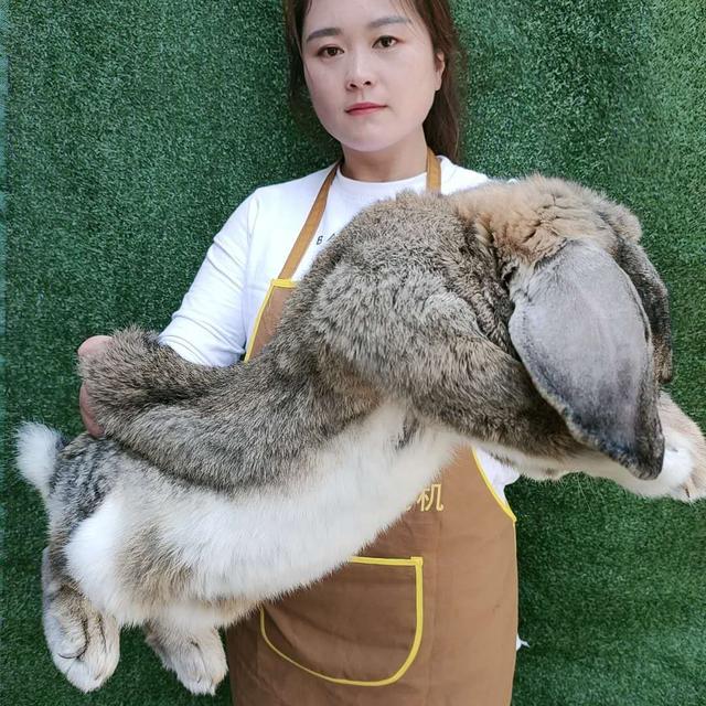 浅谈春天养兔注意事项