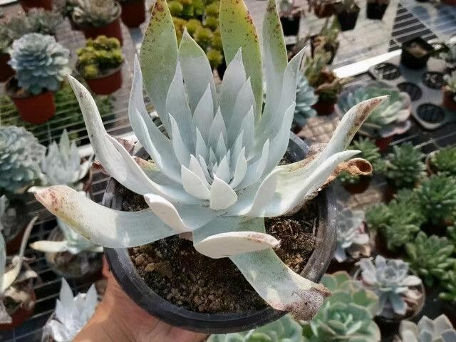 仙女杯属多肉中的大型品种雪山,叶片洁白自带仙气,媲美广寒宫