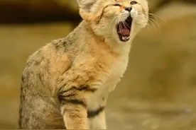 你家猫咪尿尿为什么这么难闻？图片