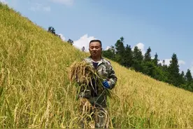 毛玉朝：巧用新伐林地，让稀有旱种稻谷重焕生机图片