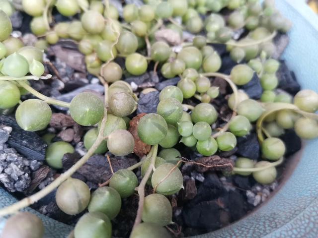 多肉植物佛珠推荐哪种(多肉植物佛珠开花图片)-措必培