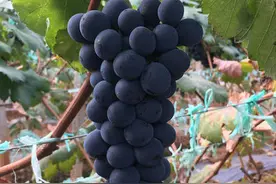 引起葡萄落花落果的原因是什么？图片