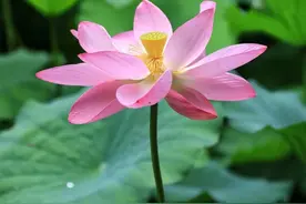 又是荷花盛开时，湖里荷花百顷田！图片