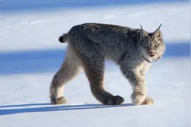 猫狗终极对抗：如果藏獒和猞猁进行殊死搏斗，最后谁会是赢家？图片