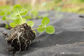 红糖真的能促进作物生根吗？怎样用肥生根快，这些内容一定要知道图片