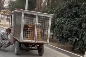 从屠宰车上救下怀孕金毛，隔天生了8只狗崽：上天赐予的礼物图片