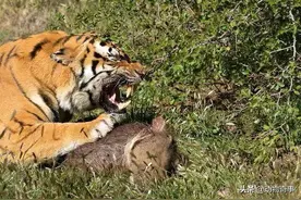 猎人日记 第七章 老虎口里救花猪 全村同吃红烧肉图片