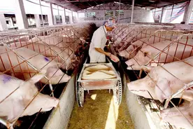 现在农村养猪还赚钱吗，需要投入哪些成本，有哪些风险？图片