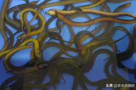 黄鳝对农田有危害吗？为何农民种田要把黄鳝清除掉呢？答案来了图片