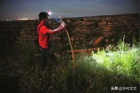 夏夜捉蝎记图片
