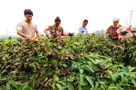 春种一粒粟，秋收万颗子。立秋时节，菏泽油用牡丹籽进入收获期图片