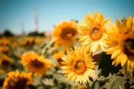说说互关互粉那些事图片